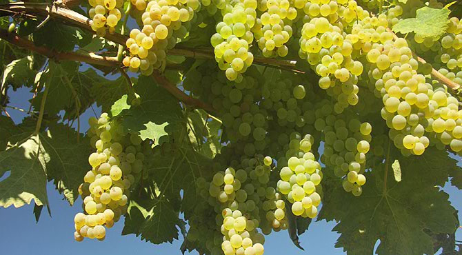 Colombard-grapes