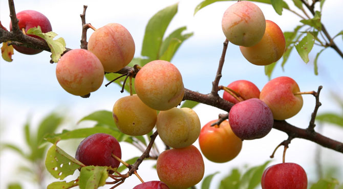 Plums – Exploring Health Benefits, Varieties, and Recipes