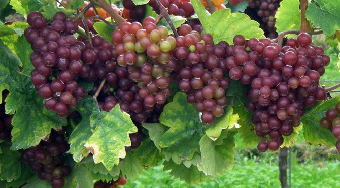 Siegerrebe-grapes