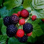 Black Raspberries