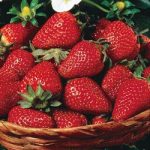 Ever-bearing Strawberries