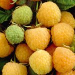 Golden or yellow Raspberries