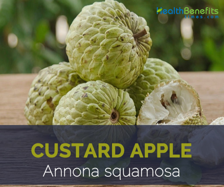 custard-apple-facts-and-health-benefits