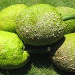 Seeded breadfruit