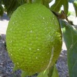 Seedless breadfruit