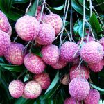 The Emperor lychee