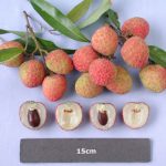 The Ohia lychee
