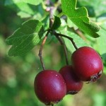 Crataegus monogyna