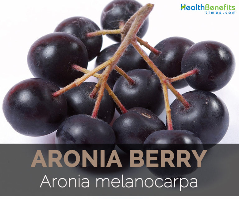 V berry. Aronia melanocarpa Aqua Vita chokeberry Wine. Chokeberry Fruit перевод.