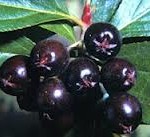 Aronia black