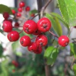  Aronia red