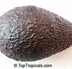 Brogdon Avocado