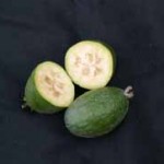  Feijoa Apollo