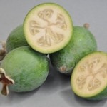 Feijoa Opal Star