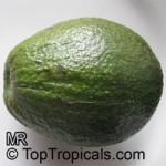 Simmonds Avocado