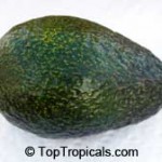 Winter Mexican Avocado