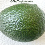 Wurtz (Little Cado) Avocado