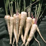 The Student Parsnips