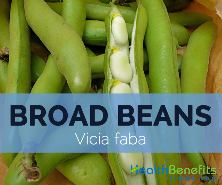 Бобы перевод. Broad Beans сорт Vicia Faba. Vicia Faba l. Fava Beans перевод. Beans перевод на русский.