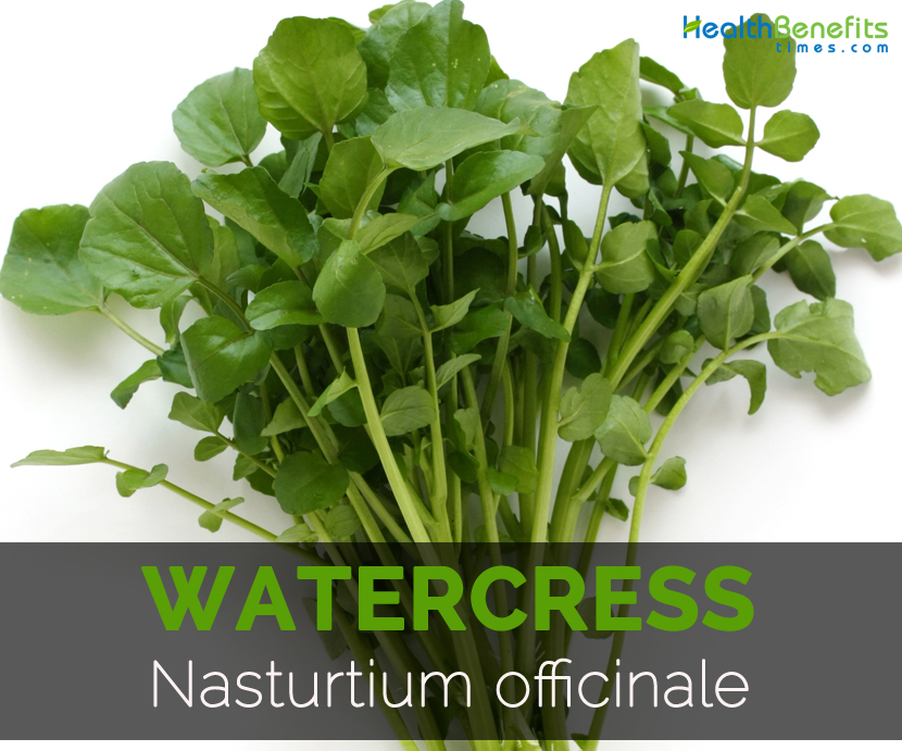 Watercress Facts Health Benefits And Nutritional Value