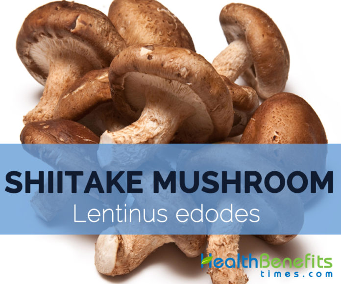 Shiitake mushroom Fact, Health Benefits & Nutritional Value