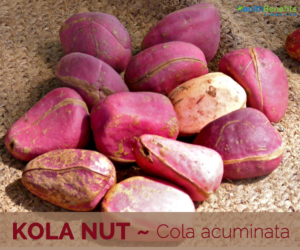 Kola Nut Facts And Health Benefits