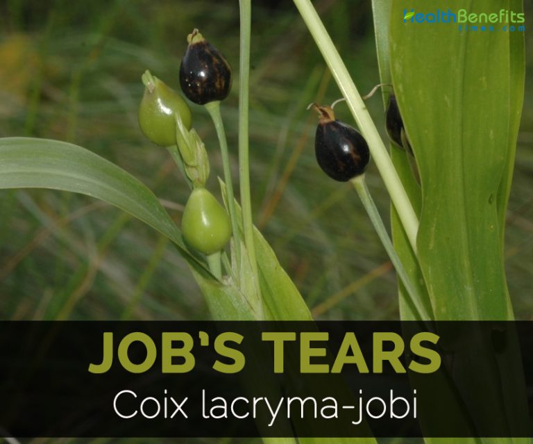 Job's tears Facts and Health Benefits