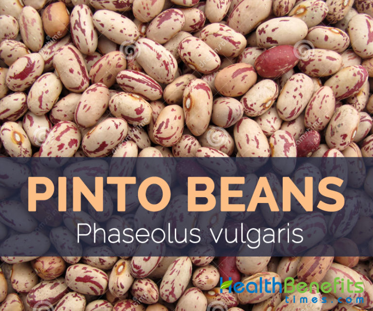 Pinto beans Facts, Health Benefits and Nutritional Value