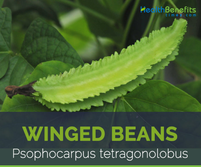 winged-beans-facts-and-health-benefits