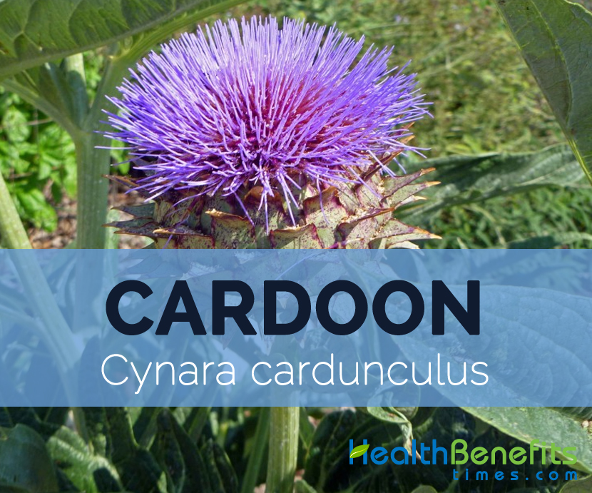 Cardo-do-coalho; Cardo-hortense // Cardoon (Cynara cardunc…