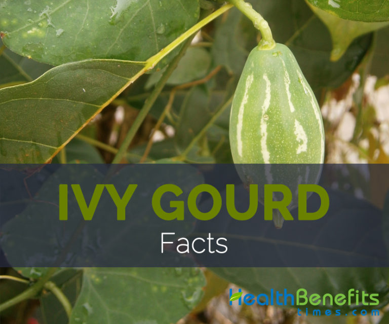 Ivy Gourd Facts and Nutritional value