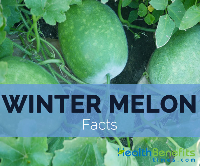 Winter melon Facts and Nutritional value