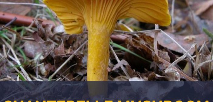 Chanterelle mushroom - Cantharellus californicus