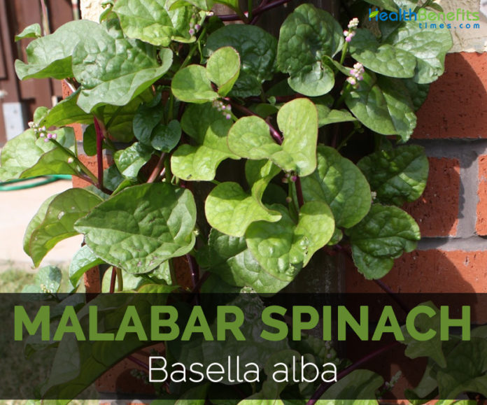 Malabar spinach Facts, Health Benefits & Nutritional Value