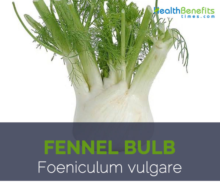 Fennel bulb facts and health benefits