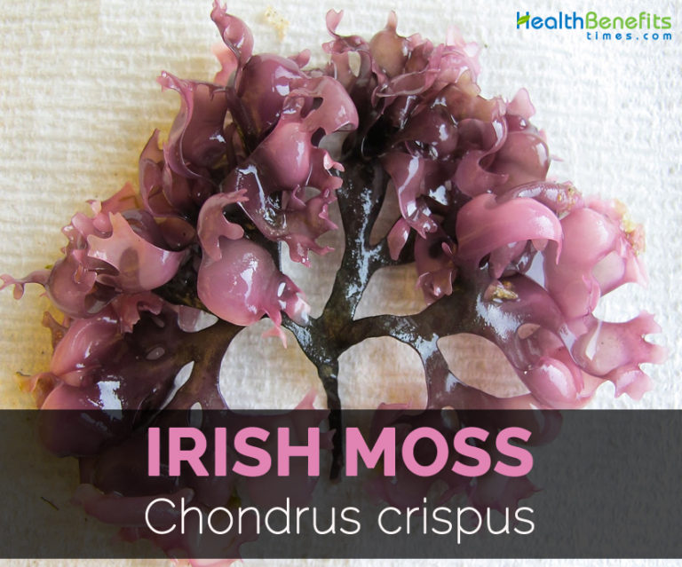 Is Irish Moss A True Moss