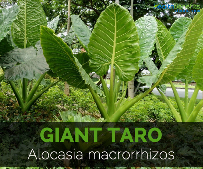 Top 10 benefits of Giant Taro and Nutritional Value