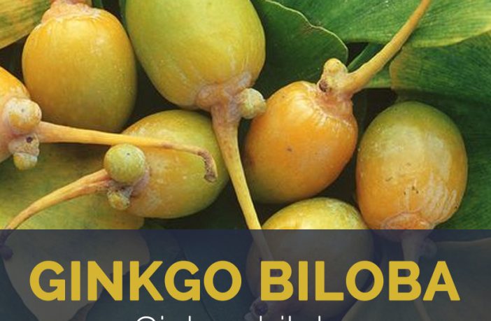 Ginkgo Biloba Facts And Health Benefits