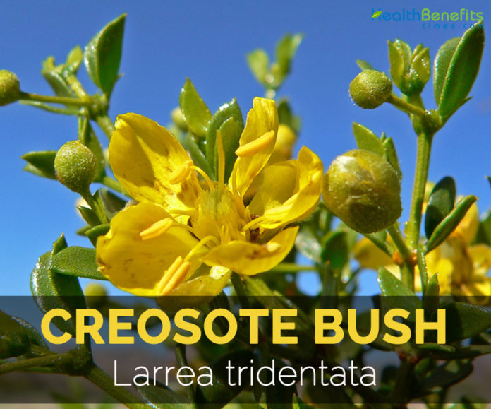 creosote bush tridentata larrea