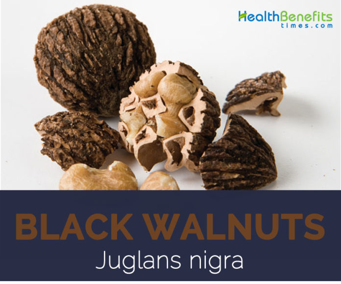 Black Walnut Facts And Health Benefits 696x579 