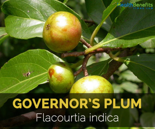 Governor's plum Facts and Health Benefits