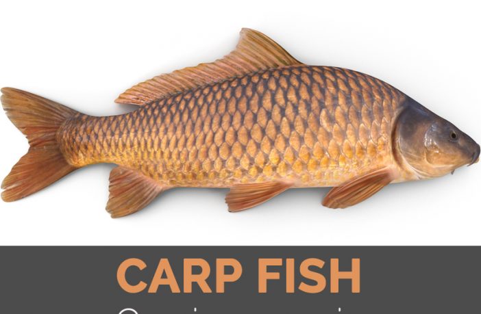 carp fish