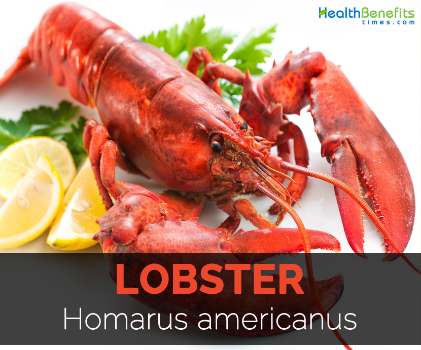 Lobster Facts, Health Benefits and Nutritional Value