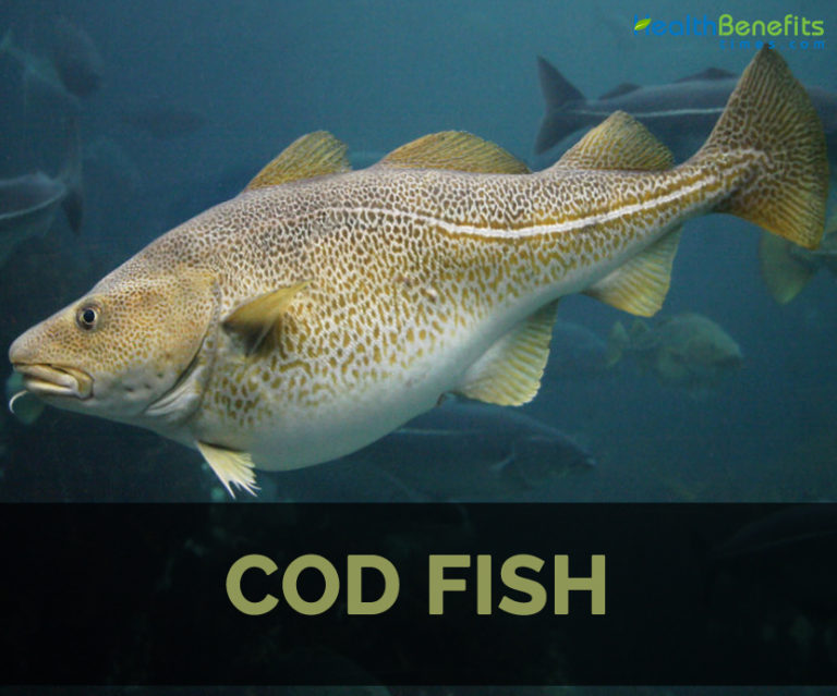 Cod fish Facts, Health Benefits and Nutritional Value