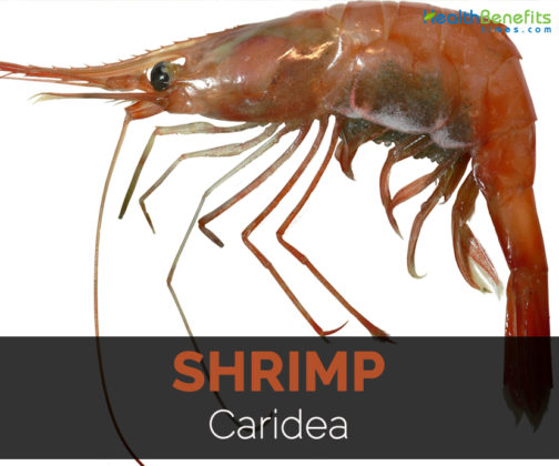 Shrimp Facts, Health Benefits and Nutritional Value