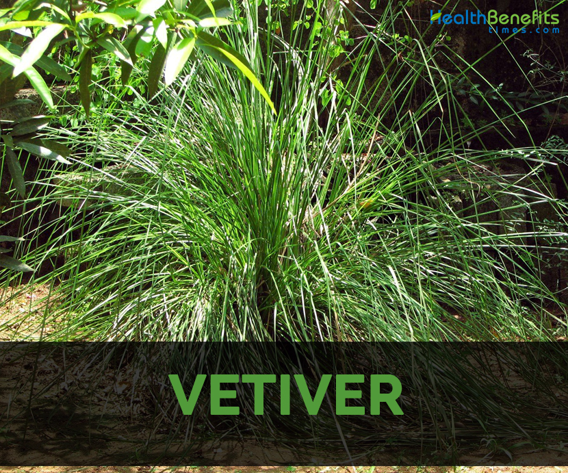 Vetiver: Know facts, benefits, grow and care tips