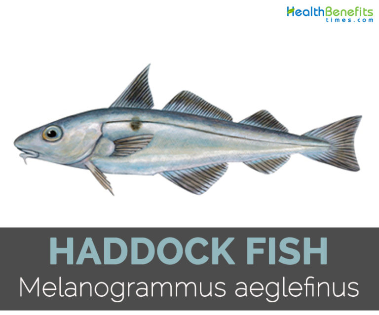 Haddock fish Facts, Health Benefits and Nutritional Value