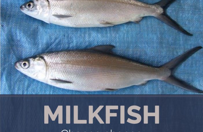 Milkfish Facts And Health Benefits