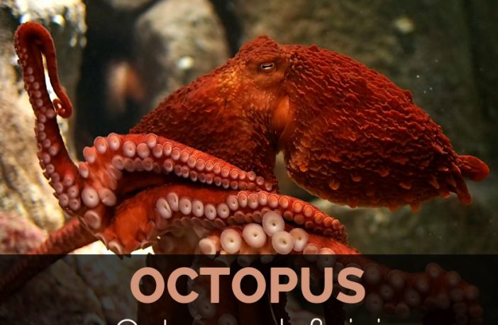 Octopus Facts Health Benefits and Nutritional Value