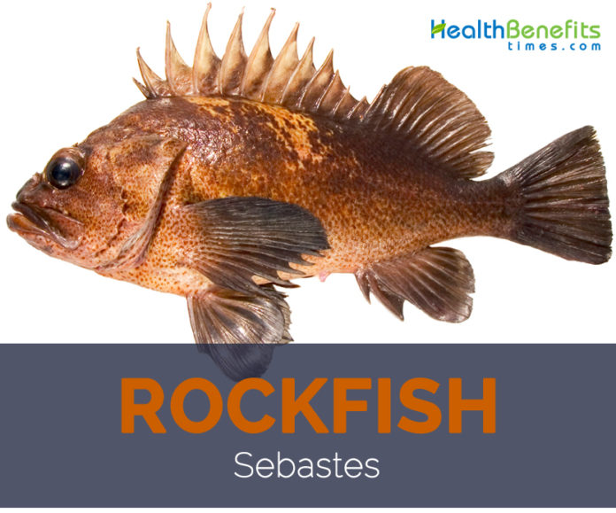 Rockfish facts and health benefits